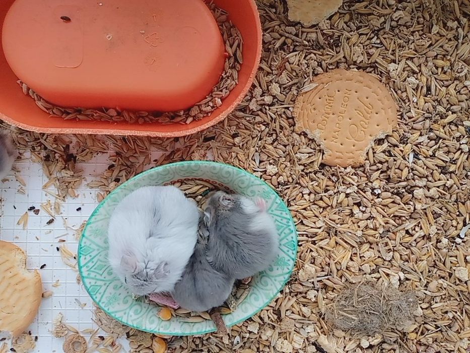 Хомячки Кременчуг