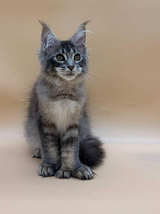 Мейн кун девочка полидактильная