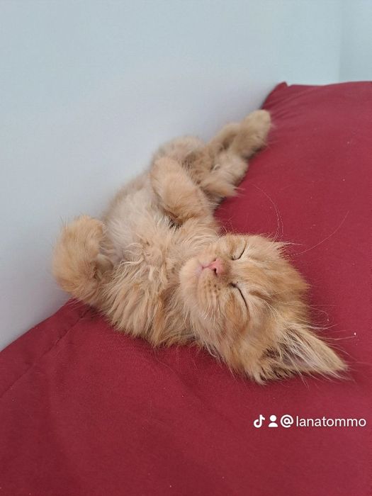 Кошеня, дівчинка, 3,5 місяці