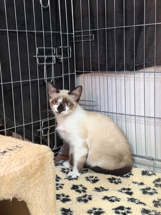 Gatinha bebé para adoção