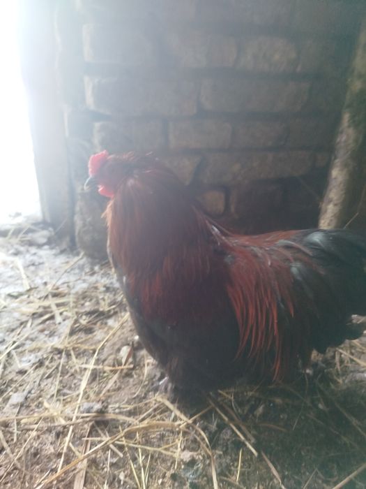 Кури карликовий кокенхін