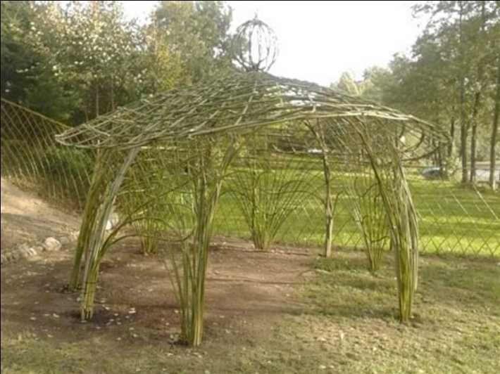 Altana, altanka z wierzby Salix Viminalis Gigant