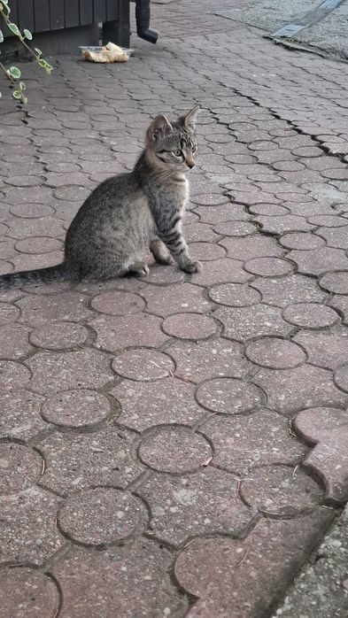 Kotki  oddam w dobre ręce