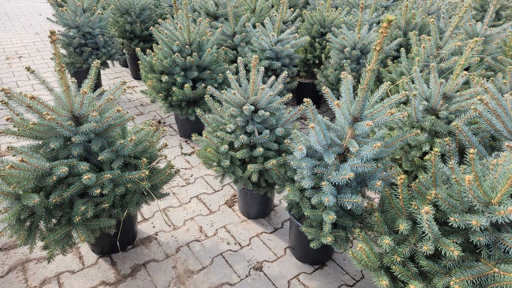 Choinki Jodła Sosna Świerk wys 20-500cm Dostawa doniczka cięta wybór