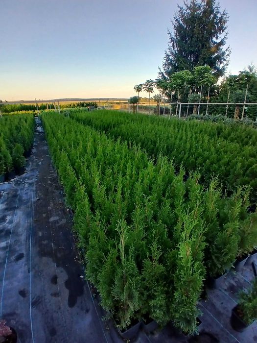 Tuje Szmaragd promocja