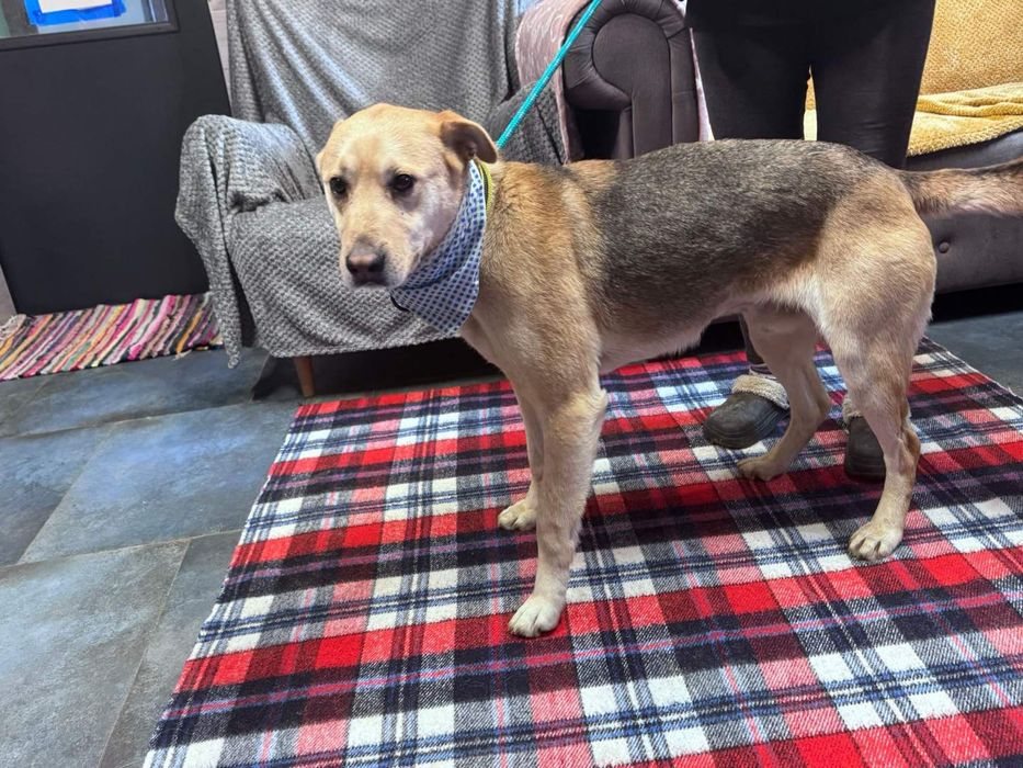 Piesek około 3 lata