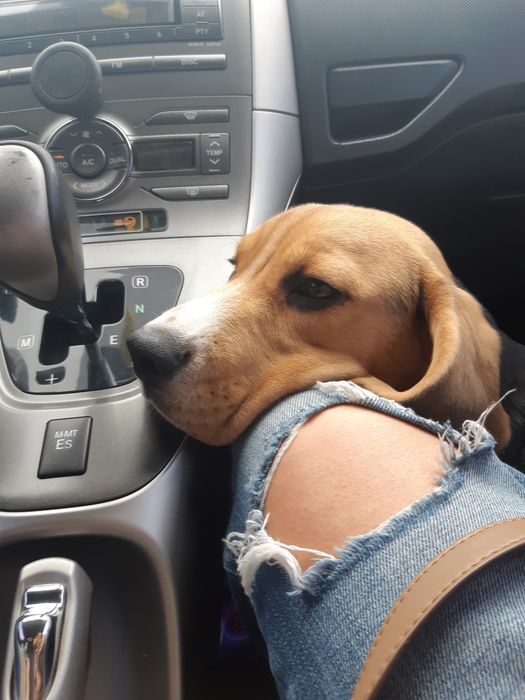 Случка, вязка бигль.