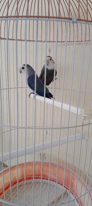 Gaiola mais casal de agapornis