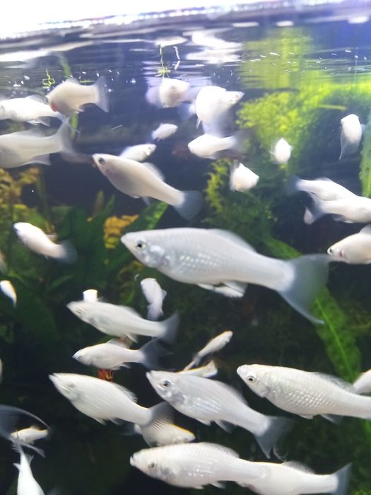 Molinezje białe żaglopłetwne