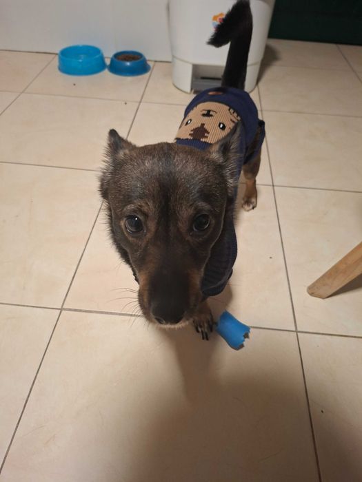 Doação cão canideo de porte pequeno acostumado a casa