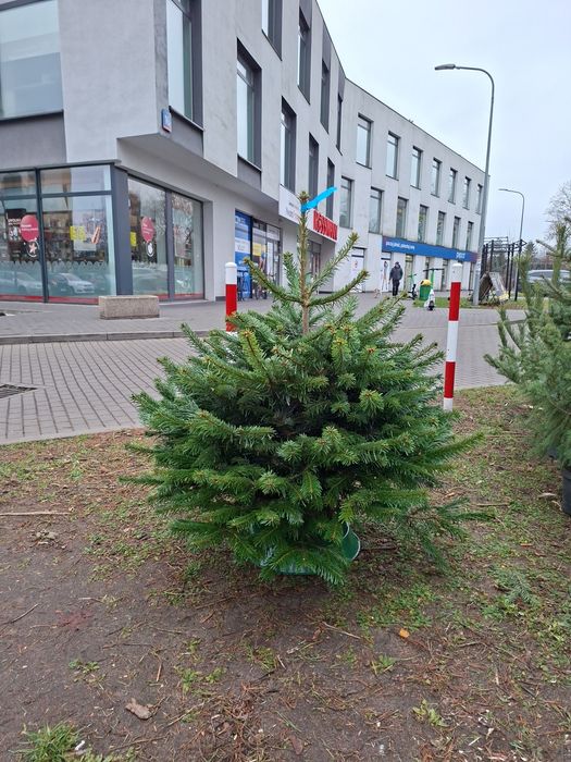 Choinki Świateczne z dowozem