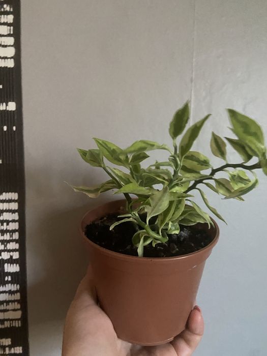 Педилантус титималовидний, приваблива рослина  30 см