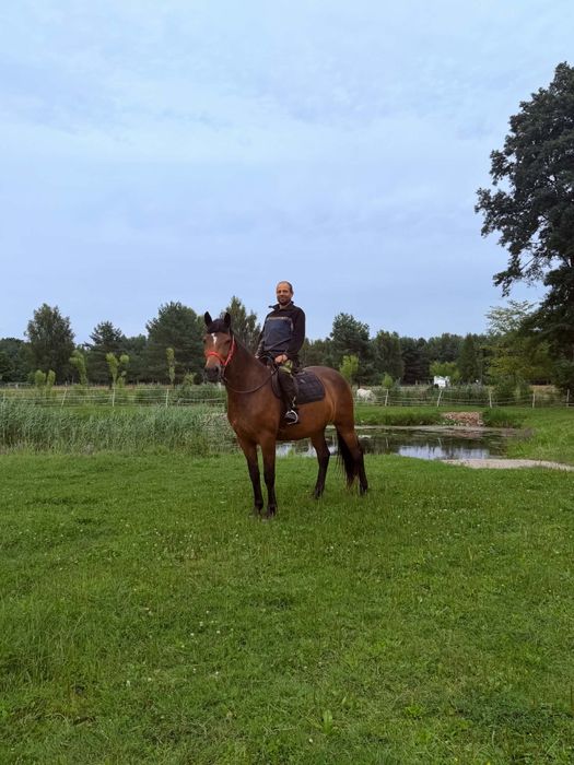 Koń klacz 4 lata 163cm