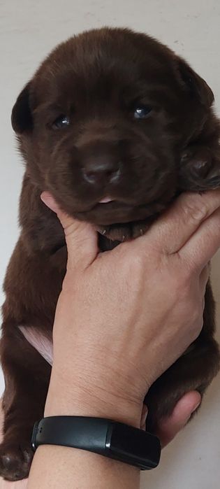 Labrador Retriever Rezerwacja PIES