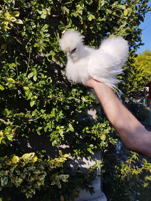 Kogut koguty kokot koguciki kogut silki silka ozdobne białe USA kury