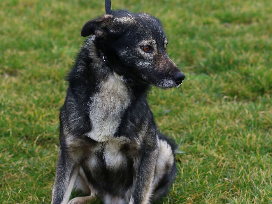 Askan-pies o niebanalnej urodzie