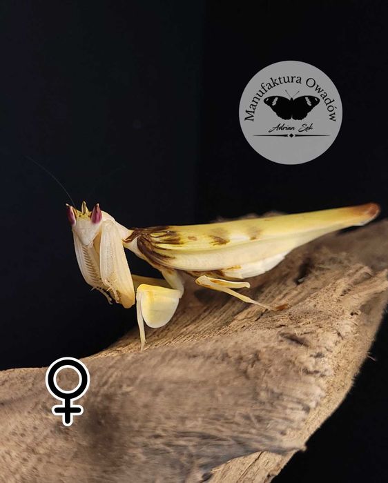 Hymenopus coronatus, modliszka storczykowa samica L4/5