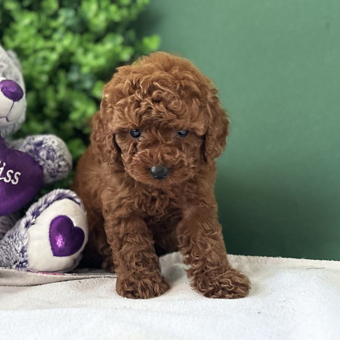 ляльковий хлопчик у забарвленні Red Braun