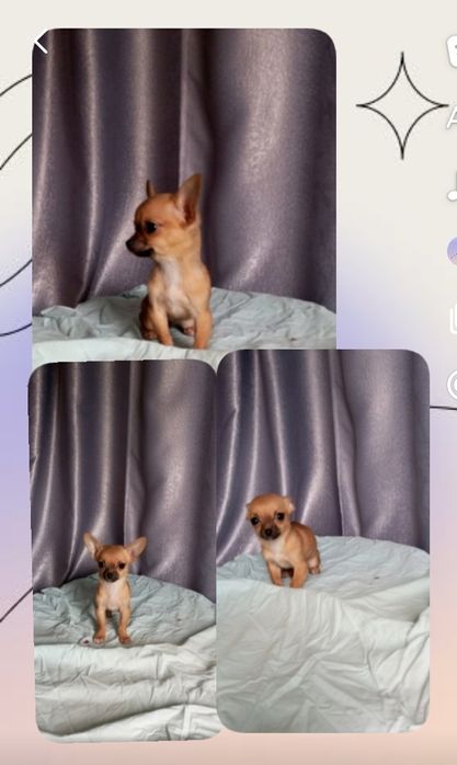 Чихуахуа дівчинка 5 місяців