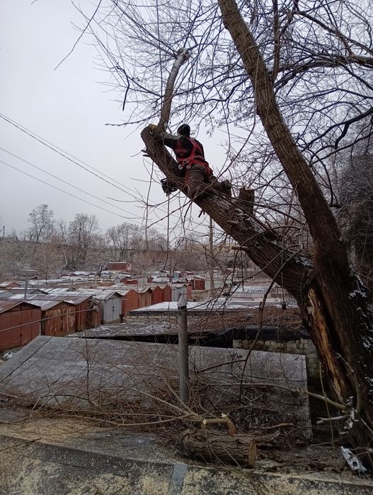 Спил дерев, спилить дерево,розчистка участок