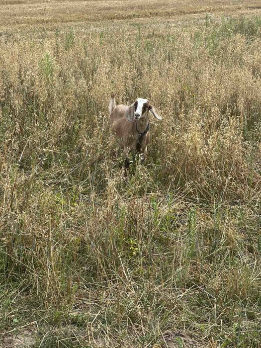 Продам козочку , комола , нубійка, 6 місяців