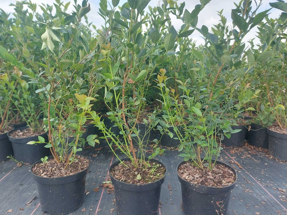 Borówka amerykańska 3 letnia, doniczka 2l