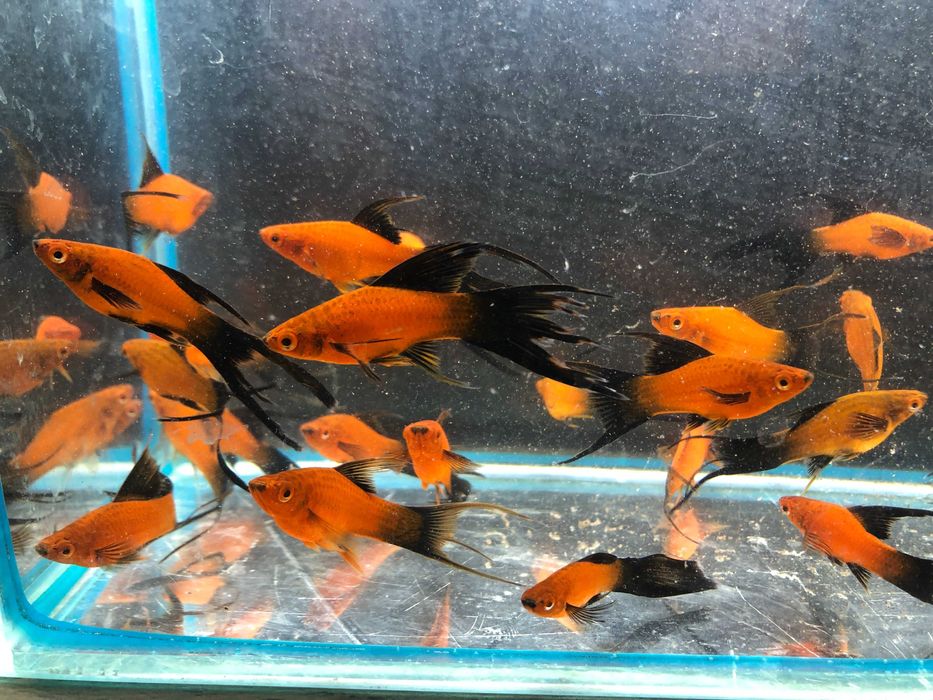 Mieczyk Brelinka Wagtali Lira