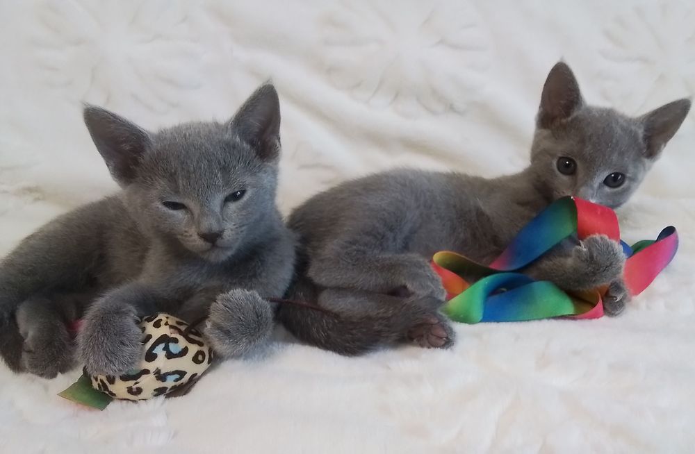 Kocurek rosyjski niebieski. Rodowód  FPL/FIFe