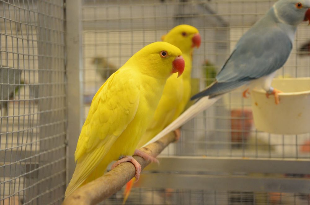 Ring necks Lutinos e Azuis 2025