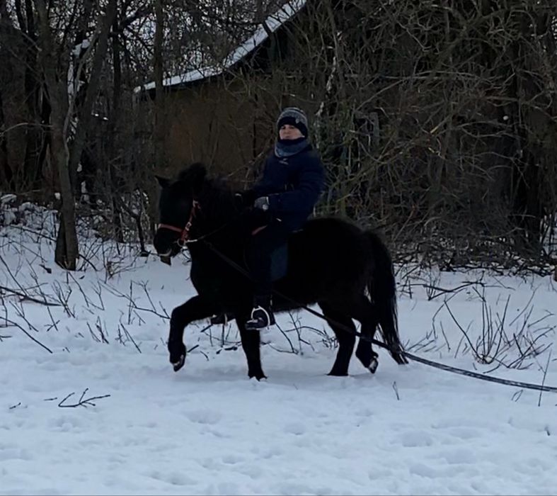 Поні кобилка 8 років