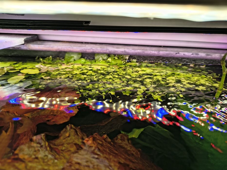 Rośliny akwariowe różne gatunki