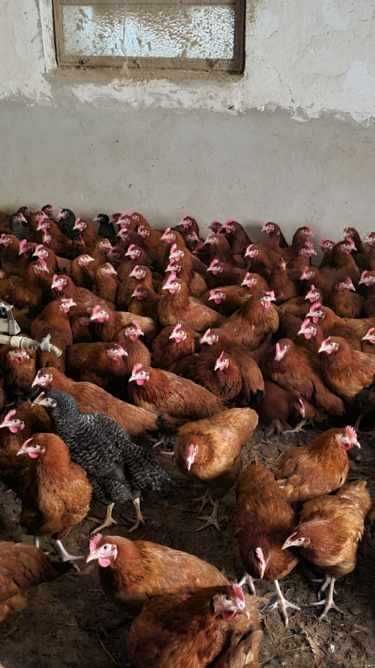 Kury nioski z wolnego wybiegu !! Prosto od hodowcy ! Zapraszam !!