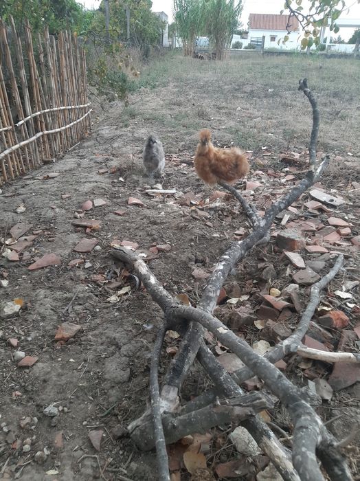 Urgente Sedosa do Japão galinhas