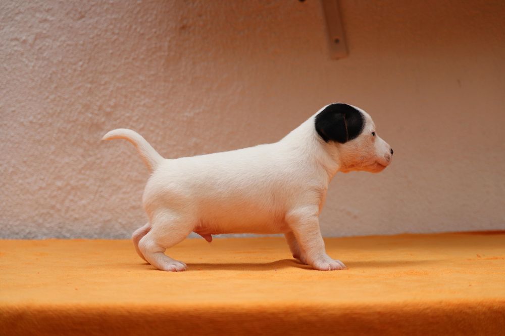 Macho Jack Russell Terrier
