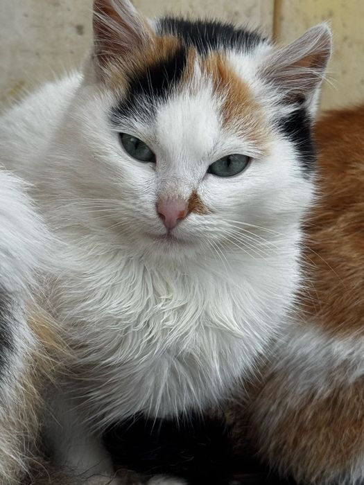 Кошеня безкоштовно