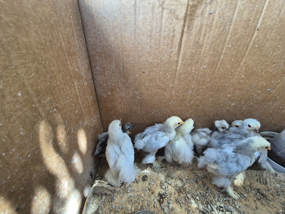 Pintos Pekin Cinzento