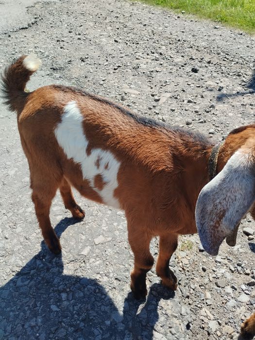 Цапик-нубієць 2000 грн