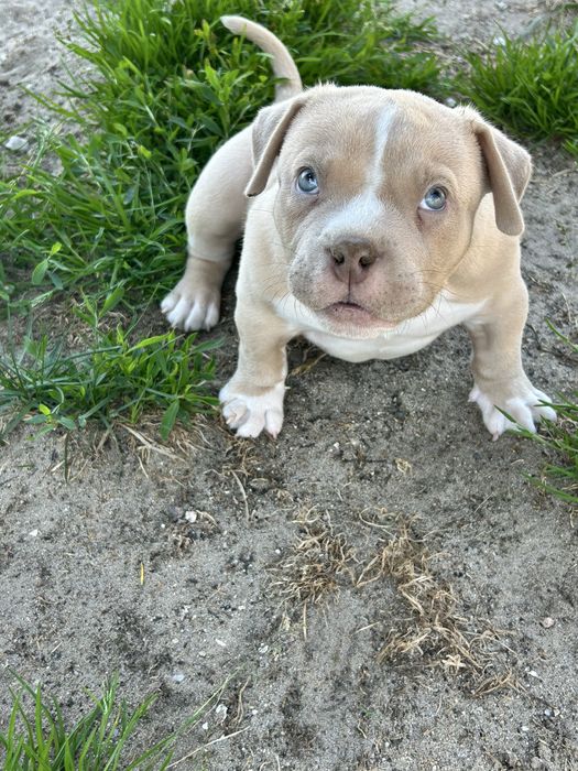 American bully szczeniak samiec abkc