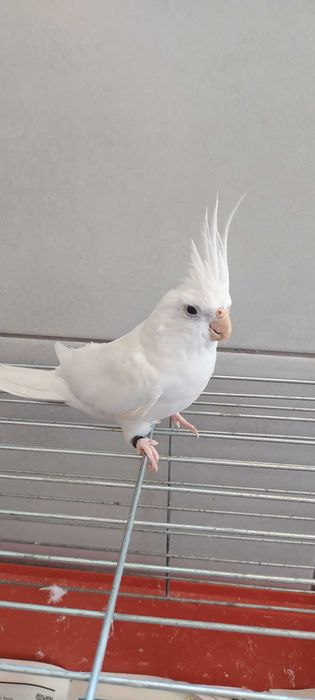 Vendo Caturra macho (Albino).