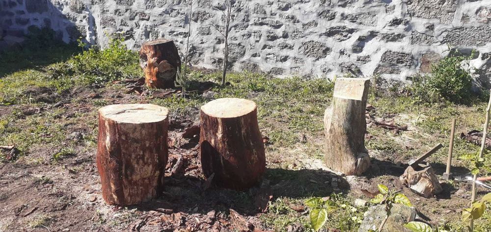 troncos de pinheiro descascados