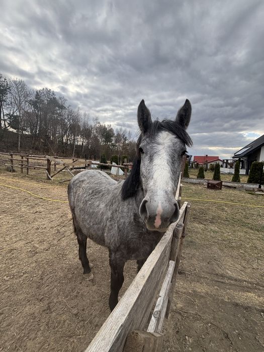 Młoda klacz śląska siwa – przyszłościowy koń, dobry rodowód