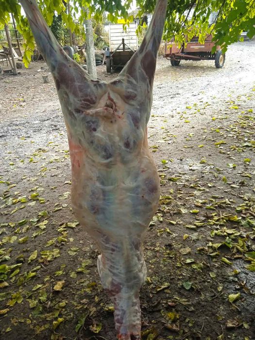 Вівці романовської породи, молодняк