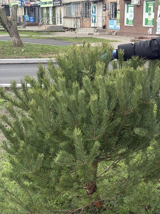 Ялинки жива/Сосна продаж/Кривий Ріг