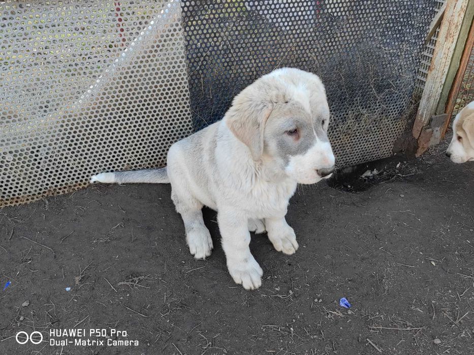 Owczarek środkowoazjatycki Fci