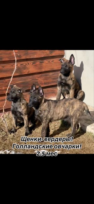 Выбор щенков голландской овчарки!