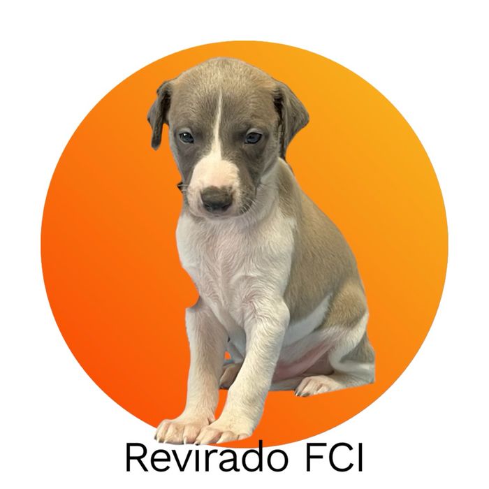Whippet szczenię chart angielski w wyjątkowym kolorze Revirado FCI