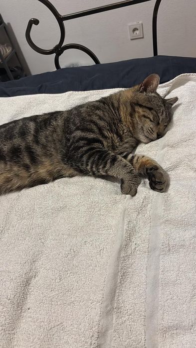 Gatinho para adoção responsável