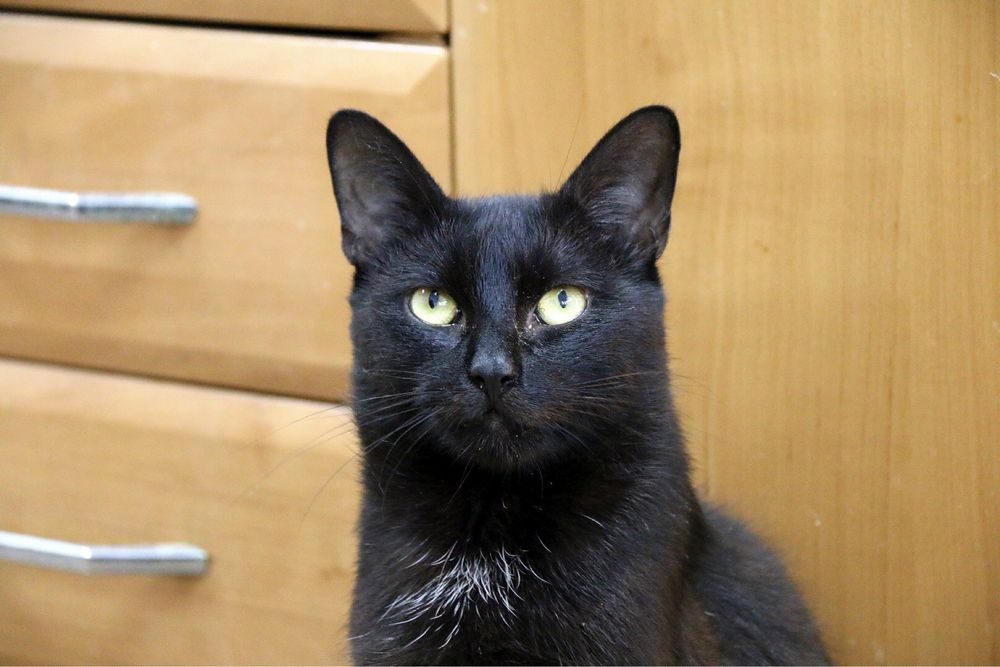 Piękny, towarzyski i młody Ignaś czeka na swoją szansę na dom!