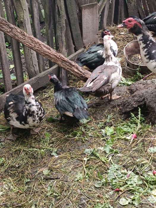 Качки 5штук  1 качур