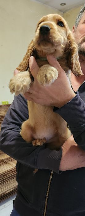 Ostatni śliczny szczeniak piesek Cocker Spaniel angielski